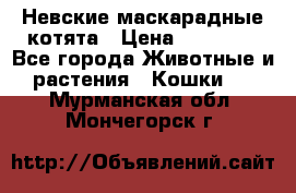 Невские маскарадные котята › Цена ­ 15 000 - Все города Животные и растения » Кошки   . Мурманская обл.,Мончегорск г.